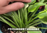 对方处置隐私一个月1000字,园艺植物养护秘籍，让花草茁壮成长，绿意盎然！