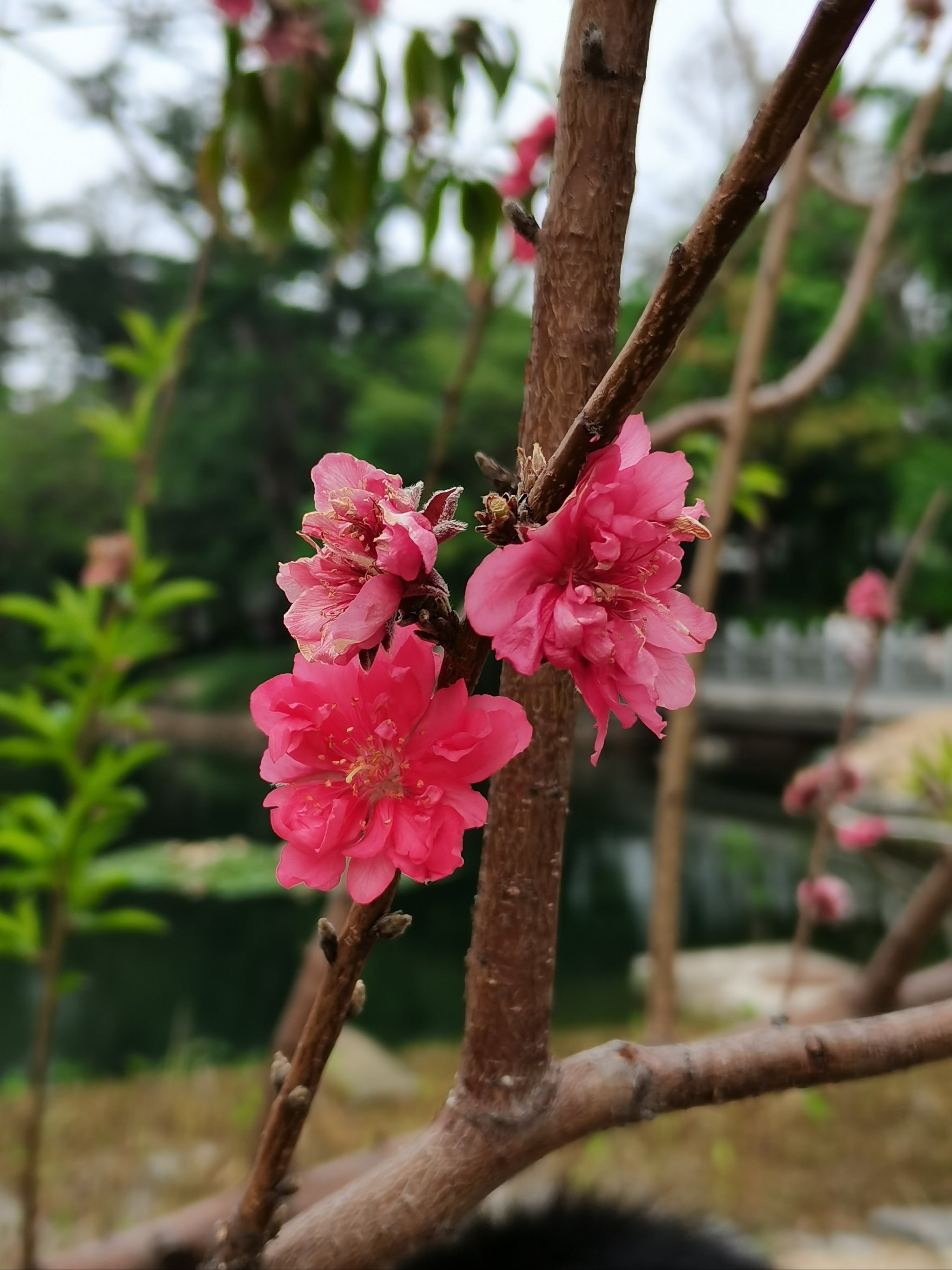 桃花朵朵开,旅游指南，小众景点，别样体验！