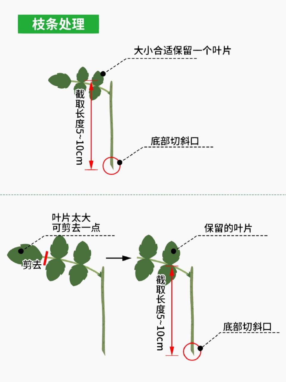 在床上的72种扦插方法,新鲜玩法，趣味无穷，快来尝试！